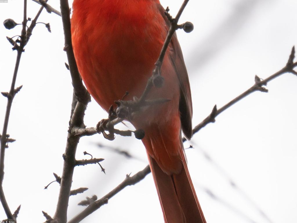សារៈសំខាន់នៃមតិយោបល់នៅក្នុងការប្រាស្រ័យទាក់ទងសម័យថ្មី